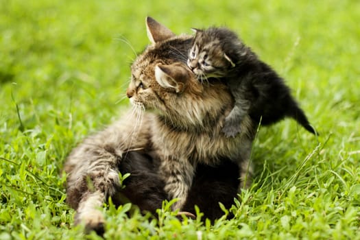 Mother cat playing with a small kitten