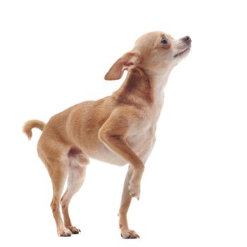 portrait of a cute purebred  short hair chihuahua in front of white background