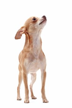 portrait of a cute purebred  short hair  chihuahua in front of white background