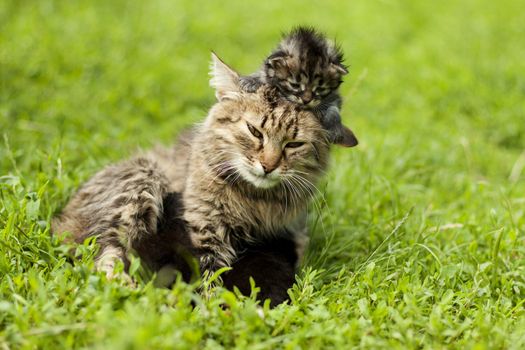 Mother cat playing with a small kitten