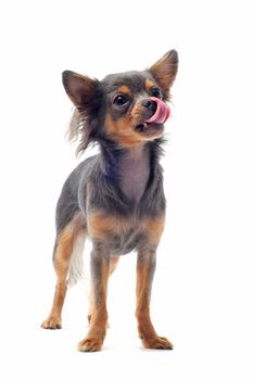 portrait of a cute purebred hungry chihuahua in front of white background