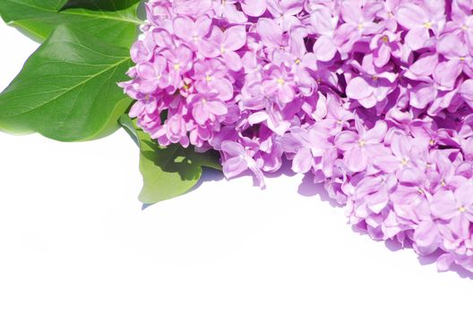 lilac flower isolated on white background