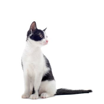 young black and white kitten in front of white background