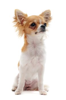 portrait of a cute purebred young chihuahua in front of white background