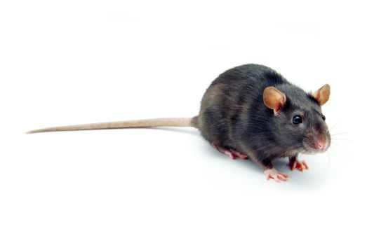 funny rat  isolated on white background