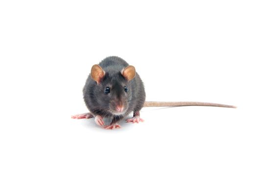 funny rat  isolated on white background