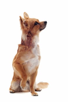 portrait of a cute purebred  chihuahua in front of white background