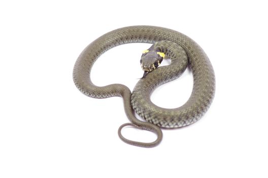 snake isolated on white background