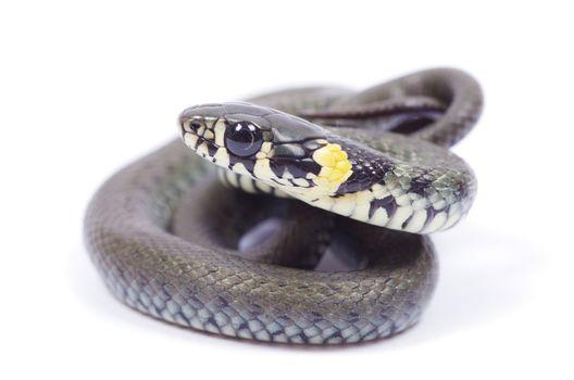 snake isolated on white background
