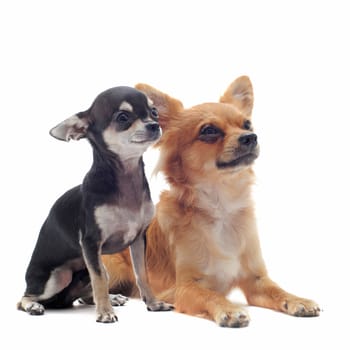 portrait of a cute purebred  puppy and adult chihuahuas in front of white background