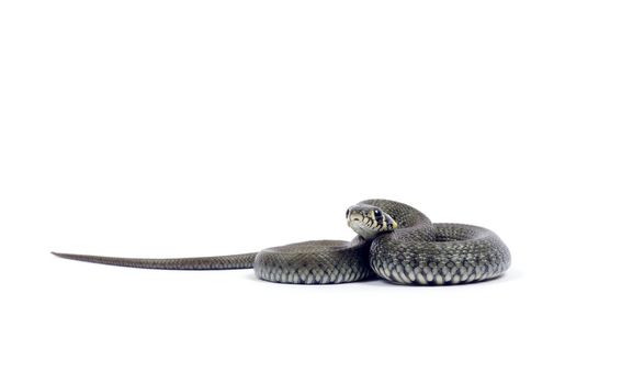 snake isolated on white background