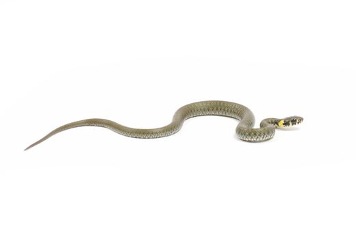 snake isolated on white background