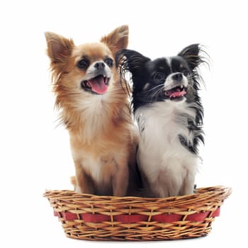 two chihuahuas in a baskett in front of white background