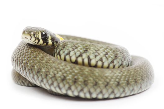 snake isolated on white background