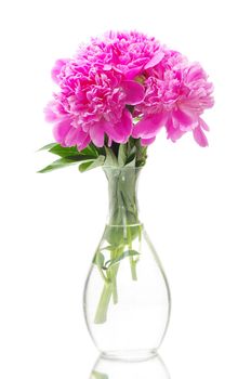 pink peony on a white background