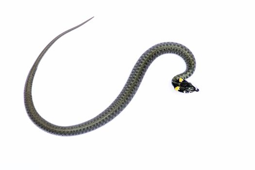 snake isolated on white background