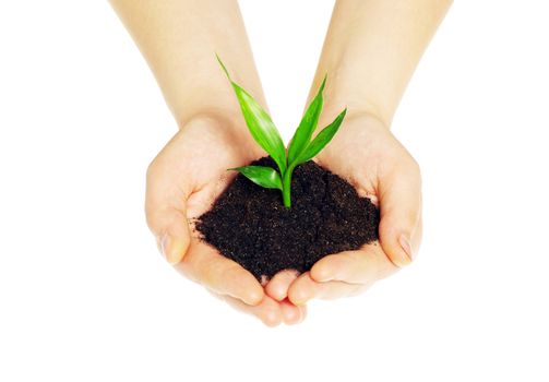 plant in female hands isolated on white background