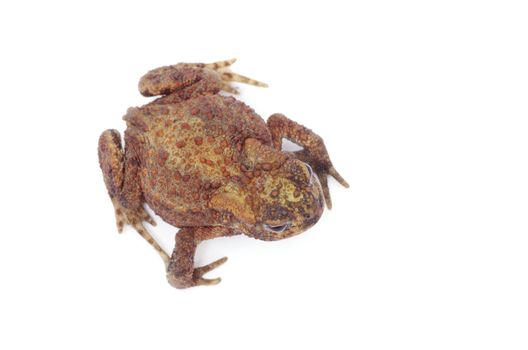 frog on a white background