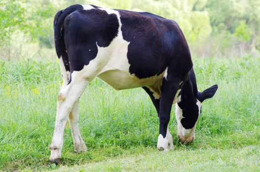 cows on a green meadow