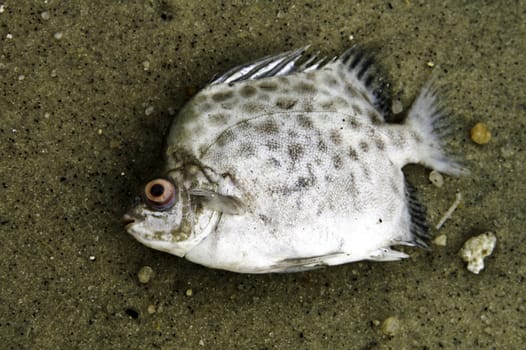 Close-up of a dead fish on a polluted beach