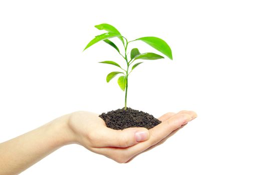 plant in female hands isolated on white background