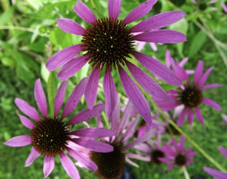 Brightly colored pink flowers with red seeds and green background