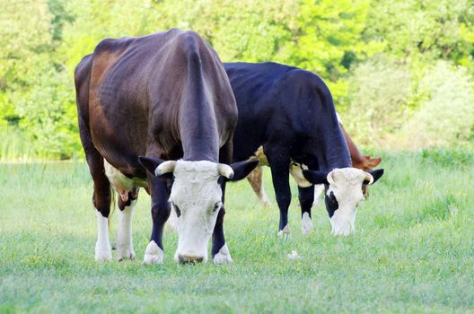cows on a green meadow