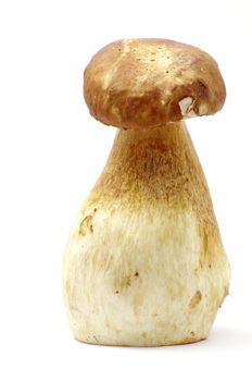 boletus edulis mushrooms on over white background
