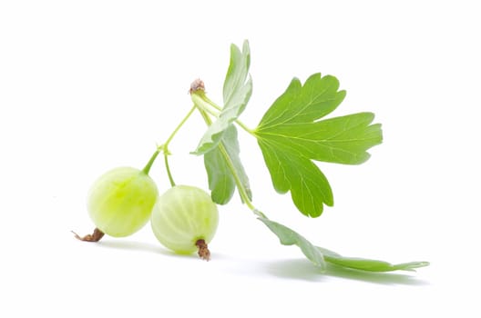 Green gooseberry fruit on white
