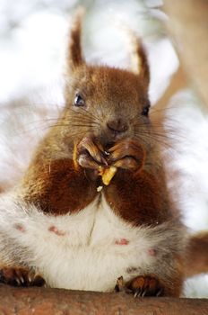  A squirrel hanging on tree     