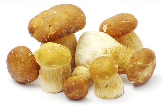 boletus edulis mushrooms on over white background