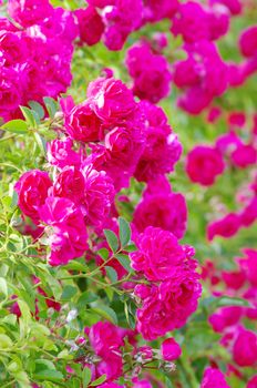 roses on a bush in a garden