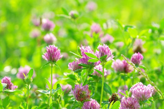 red flower clovers on green background