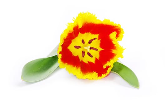 yellow tulip isolated on white