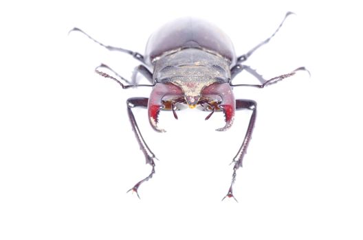 Stag beetle on the white background