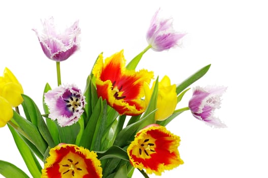 bouquet of the tulips on white background