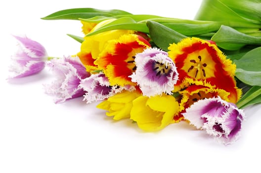 bouquet of the tulips on white background