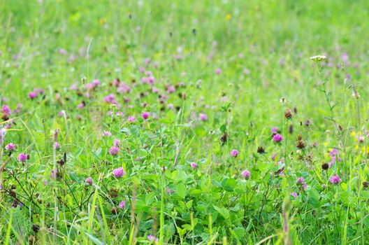 red flower clovers on green background