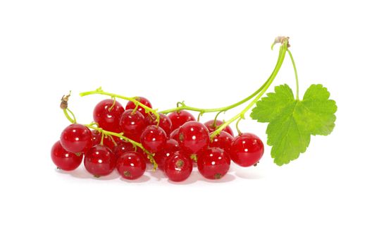 red currant isolated on a white background