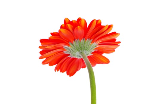 red gerbera flower closeup on white background