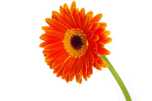 gerbera flower closeup on white background