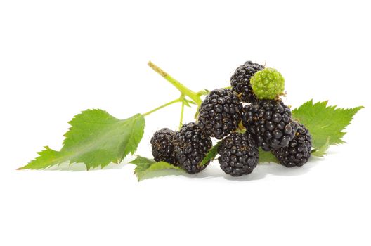 blackberry isolated on white background