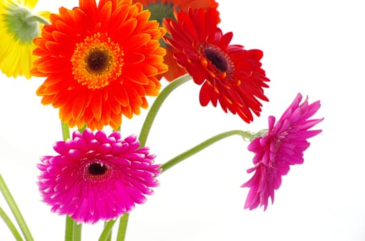 colorful  flowers gerberas on white background