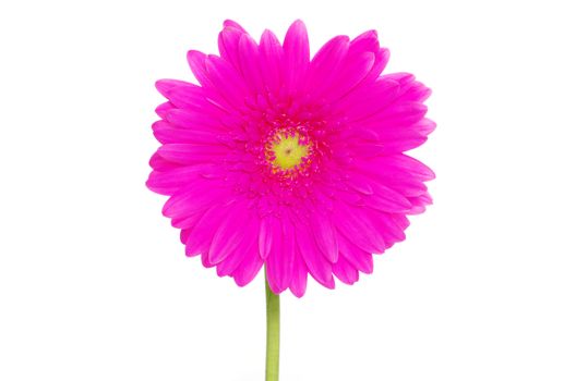 gerbera flower closeup on white background