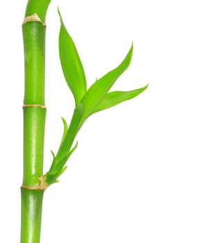 Bamboo isolated on a white background