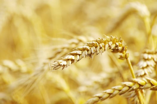 golden wheat field in summer