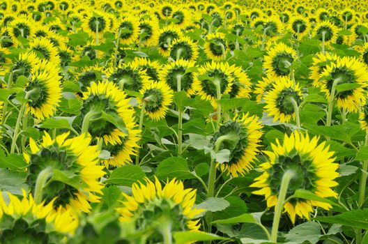 Closeup of a bright yellow sunflowers