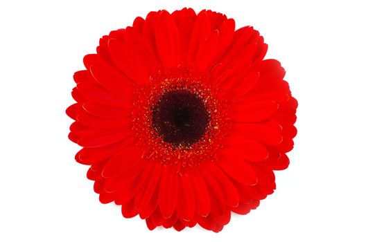 red gerbera flower closeup on white background