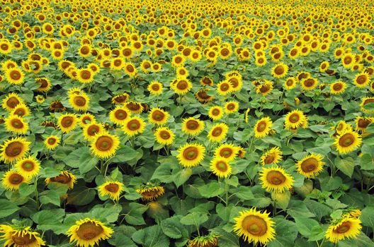 Closeup of a bright yellow sunflowers