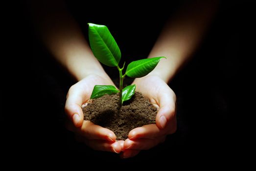 Hands holding plant in soil on black